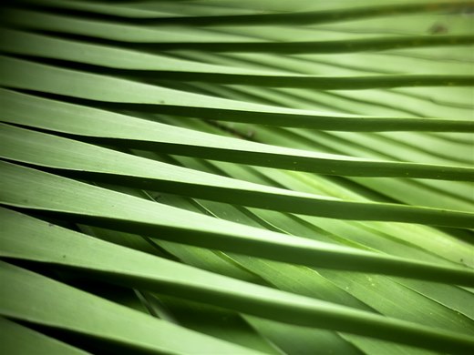 Palm Weave