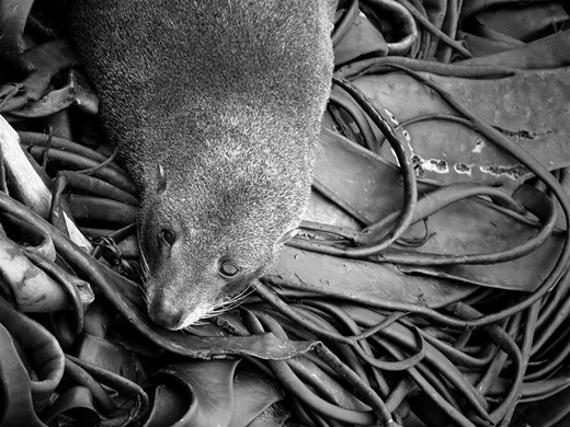 Sleeping On Seaweed