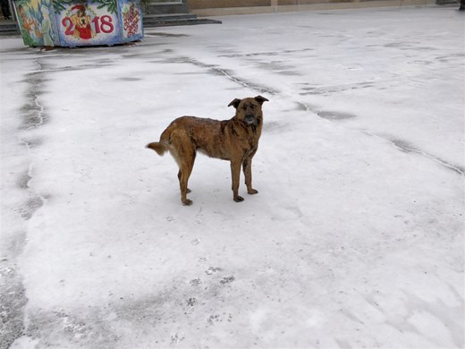 Admindog