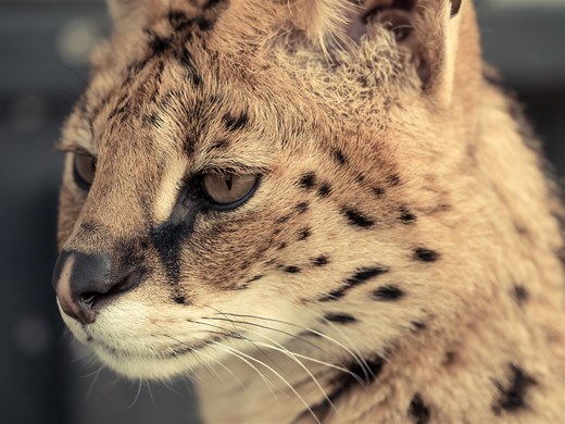 Serval In Thought